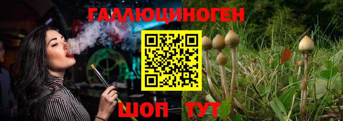 Галлюциногенные грибы Psilocybine cubensis Звенигород