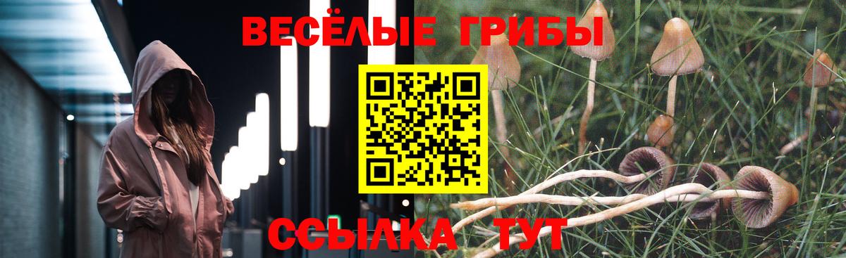 Галлюциногенные грибы Psilocybe  Звенигород 